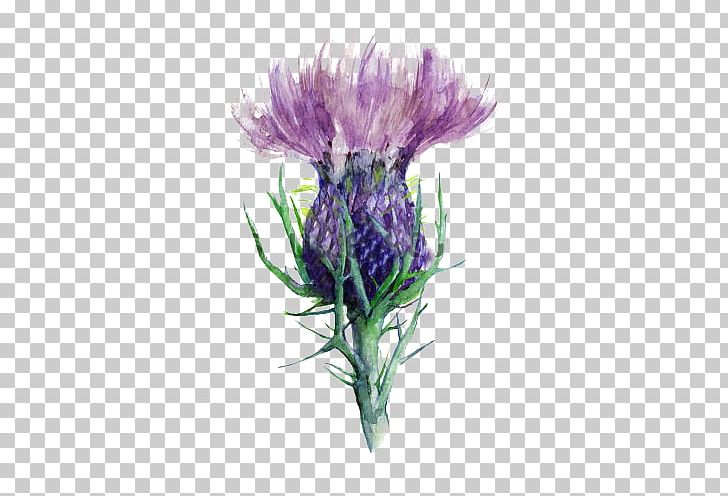 Scotland Milk Thistle Flower PNG, Clipart, Cut Flowers, Drawing, Flowering Plant, Flowers, Food Drinks Free PNG Download