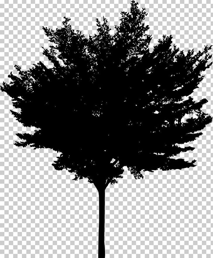 Tree Woody Plant Conifers PNG, Clipart, Black And White, Branch, Conifer, Conifers, Leaf Free PNG Download