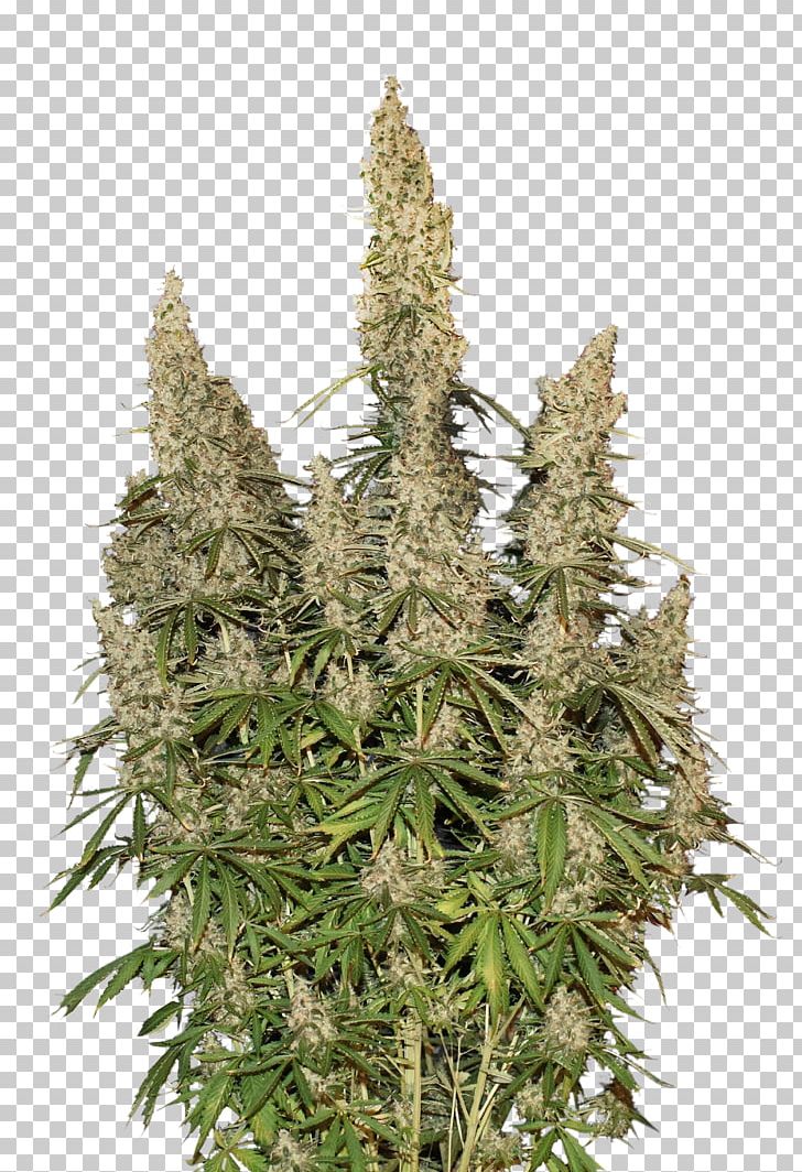 Autoflowering Cannabis White Widow Cannabis Sativa Cannabis Ruderalis Skunk PNG, Clipart, Animals, Autoflowering Cannabis, Cannabis Ruderalis, Cannabis Sativa, Flower Free PNG Download