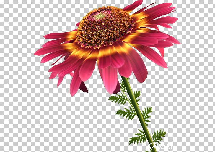 Cut Flowers Information Petal PNG, Clipart, Annual Plant, Aster, Blanket Flowers, Chrysanthemum, Chrysanths Free PNG Download