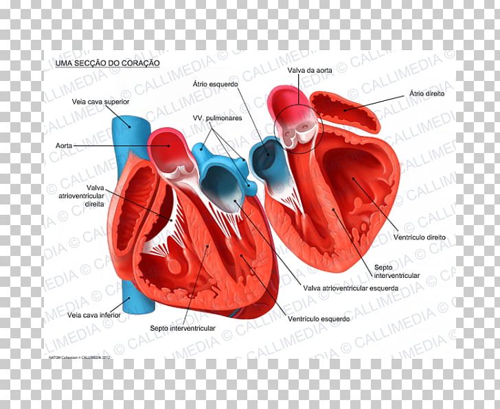 Human Heart Anatomy Organ Cross Section PNG, Clipart, Anatomy, Anterior Tibial Vein, Blood, Circulatory System, Comparative Anatomy Free PNG Download