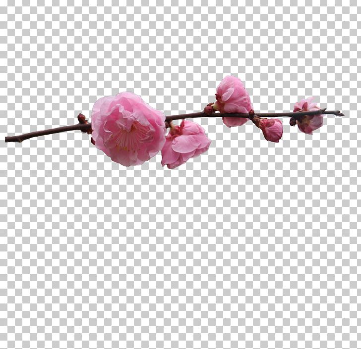 Plum Blossom PNG, Clipart, Bead, Blossom, Branch, Branches, Cherry Free PNG Download