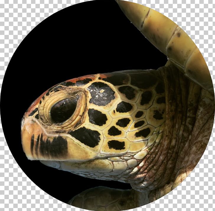 Box Turtles Hawksbill Sea Turtle Tortoise PNG, Clipart, Animal, Animals, Box Turtle, Box Turtles, Emydidae Free PNG Download