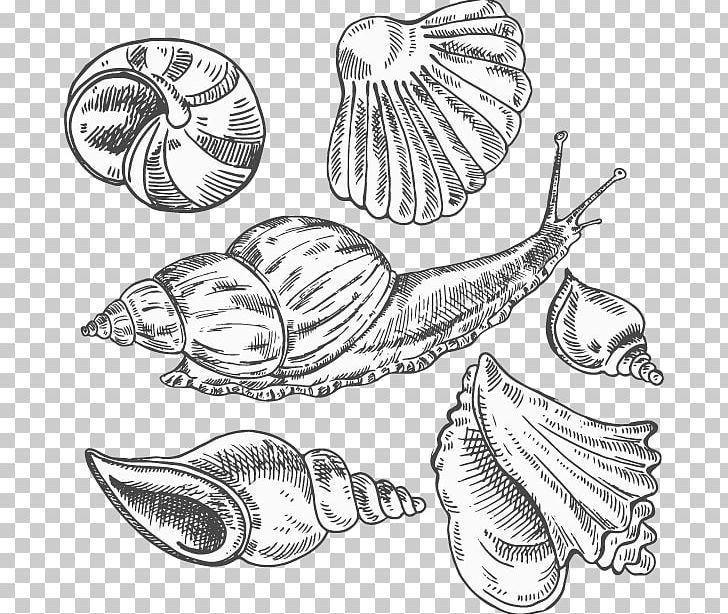 Conch Sea Snail Sketch PNG, Clipart, Artwork, Automotive Design, Black And White, Cartoon Conch, Conch Shell Free PNG Download
