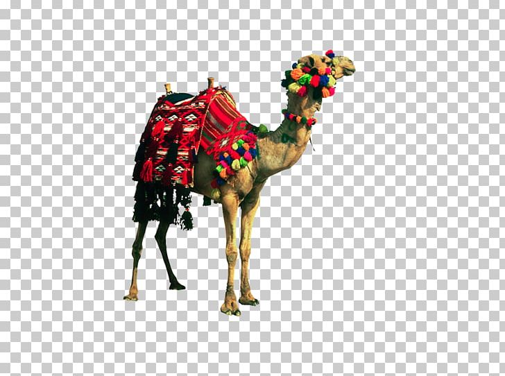 Dromedary PhotoScape GIMP PNG, Clipart, Animal, Arabian Camel, Blog, Bmw R1200rt, Camel Free PNG Download