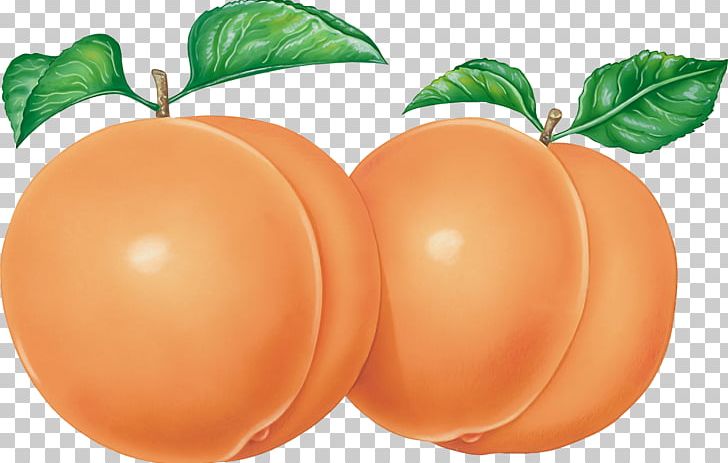 Peach PNG, Clipart, Peach Free PNG Download