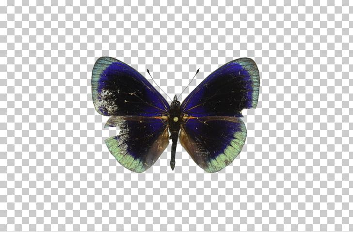 Brush-footed Butterflies Butterfly PNG, Clipart, Arthropod, Brush Footed Butterfly, Butterfly, Insect, Insects Free PNG Download