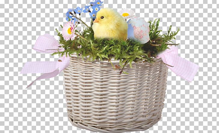 Chicken Basket PNG, Clipart, Adobe Illustrator, Animals, Basket, Basket Ball, Basket Of Apples Free PNG Download
