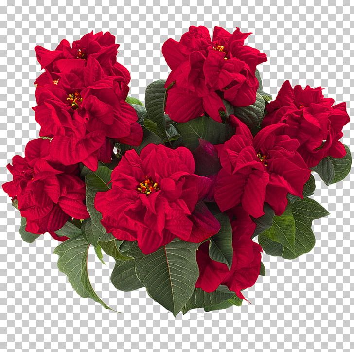 Joyplant Begonia Flower Bract Poinsettia PNG, Clipart, Annual Plant, Begonia, Bract, Cut Flowers, Flower Free PNG Download