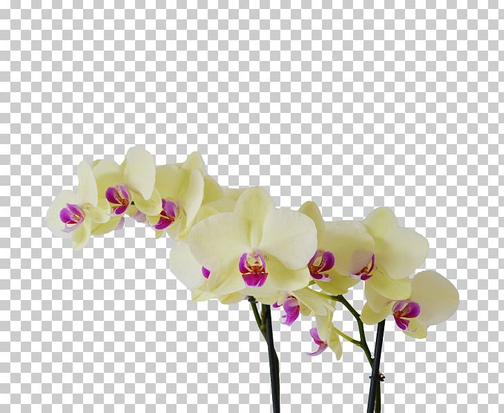 Moth Orchids Cut Flowers Light PNG, Clipart, Artificial Flower, Bloemenatelier Verde, Cut Flowers, Floral Design, Flower Free PNG Download