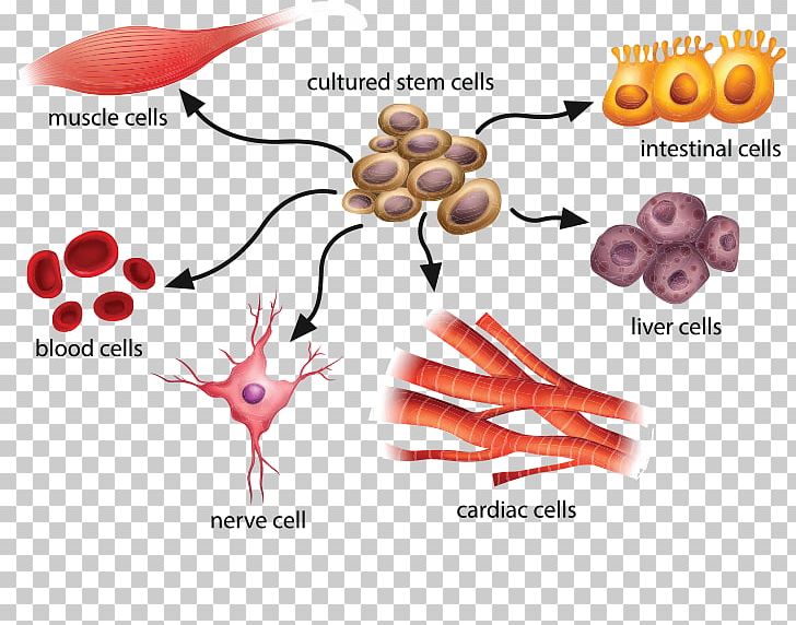 Adult Stem Cell Stem-cell Therapy Stem Cell Controversy PNG, Clipart, Adult Stem Cell, Cell, Cell Therapy, Developmental Biology, Diagram Free PNG Download