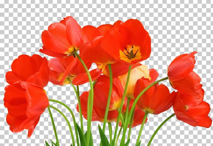 Desktop Flower Romance Love PNG, Clipart, Annual Plant, Coquelicot, Cut Flowers, Desktop Wallpaper, Flower Free PNG Download