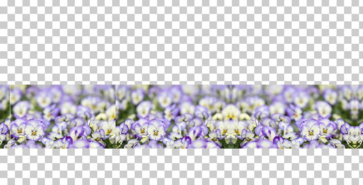 English Lavender Family Violet PNG, Clipart, Bluebonnet, English Lavender, Family, Flower, Flowering Plant Free PNG Download