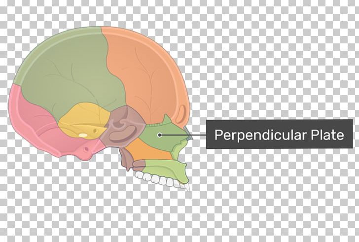 Perpendicular Plate Of Ethmoid Bone Cribriform Plate Anatomy PNG, Clipart, Anatomy, Bone, Bony Labyrinth, Cranial Cavity, Ear Free PNG Download