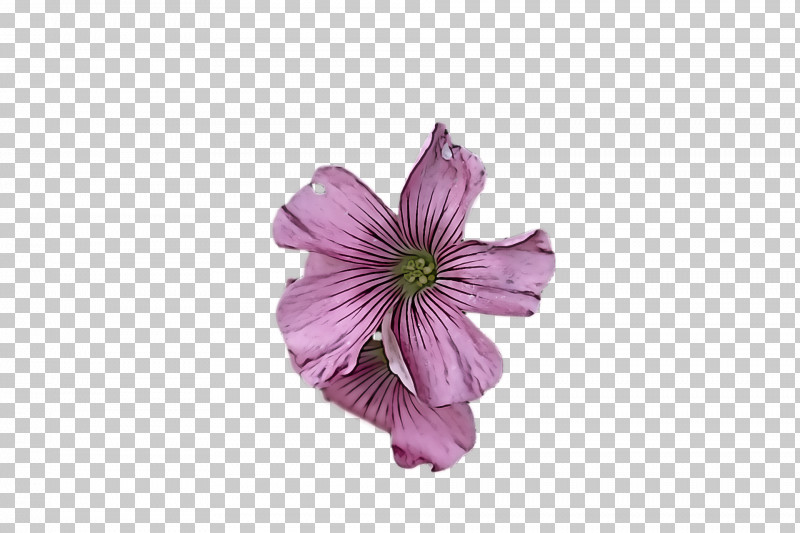 Garden Roses PNG, Clipart, Artificial Flower, Arumlily, Cut Flowers, Flower, Flower Bouquet Free PNG Download