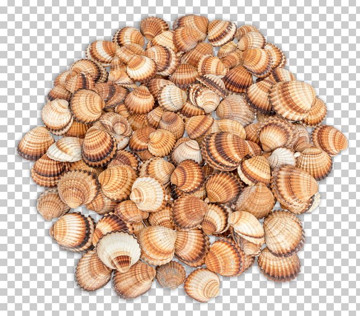 Cockle Scallop Seashell Conchology Bivalvia PNG, Clipart, Amazoncom, Animals, Animal Source Foods, Apartment, Bivalvia Free PNG Download