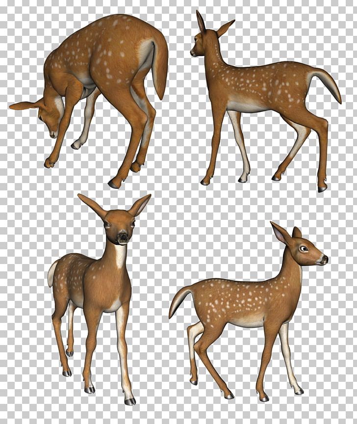 Reindeer Musk Deer White-tailed Deer Elk PNG, Clipart, Animal, Animals, Antelope, Antler, Deer Free PNG Download