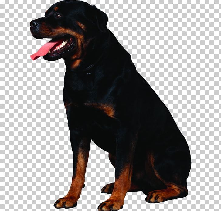 Rottweiler Dogue De Bordeaux Golden Retriever Puppy Dog Breed PNG, Clipart, Animal, Animals, Breed, Care, Carnivoran Free PNG Download