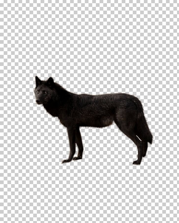 Wolfdog Cat PNG, Clipart, Animals, Arbol, Arctic Wolf, Aullido, Black And White Free PNG Download