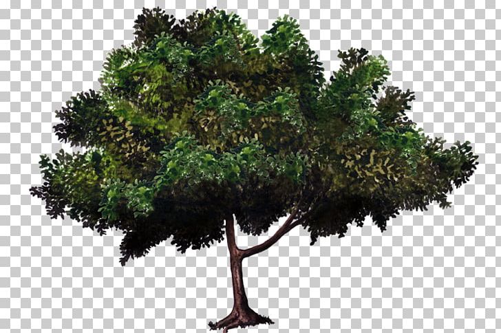 Zelkova Serrata Tree Bonsai Evergreen Woody Plant PNG, Clipart, Bonsai, Branch, Crown, Evergreen, Green Free PNG Download