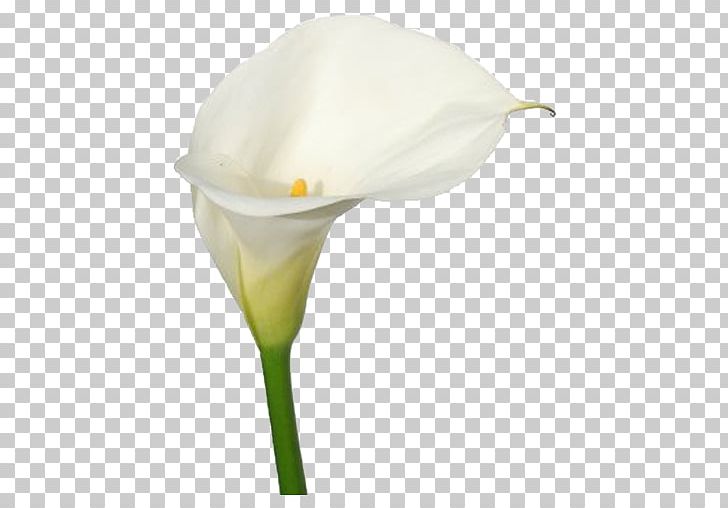 Arum Lilies Bog Arum Flower Lilium Arum-lily PNG, Clipart, Alismatales, Arum, Arum Family, Arum Lilies, Arumlily Free PNG Download