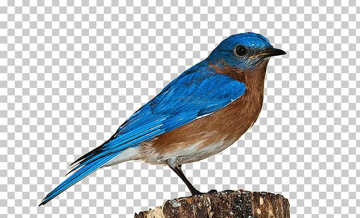 Bird House Sparrow PNG, Clipart, Animal, Beak, Bird, Bird House, Birds Free PNG Download