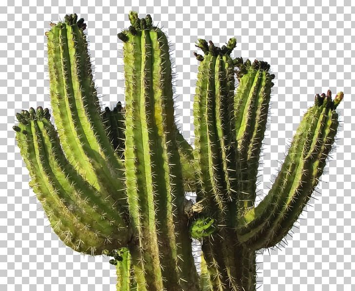 Cactaceae Computer Icons PNG, Clipart, Acanthocereus, Acanthocereus Tetragonus, Biome, Cactaceae, Cactus Free PNG Download