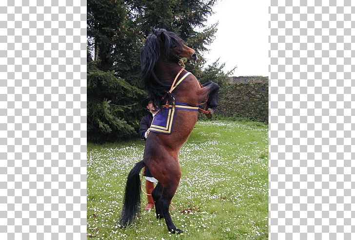 Galician Horse Mustang Halter Equestrian Pony PNG, Clipart, Autonomous Communities Of Spain, Bridle, Equestrian, Equestrianism, Gal Free PNG Download