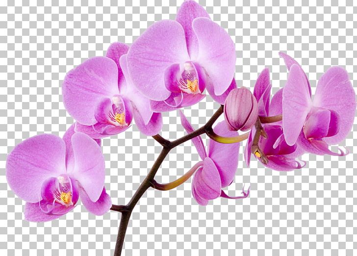Moth Orchids Flower Boat Orchid PNG, Clipart, Cattleya Orchids, Cut Flowers, Dendrobium, Desktop Wallpaper, Flower Free PNG Download
