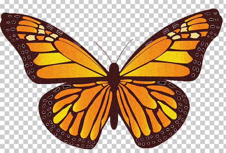 Non-Hodgkin Lymphoma Cancer Pharo Arlette DO Mantle Cell Lymphoma PNG, Clipart, Brush Footed Butterfly, Disease, Game, Insects, Moth Free PNG Download