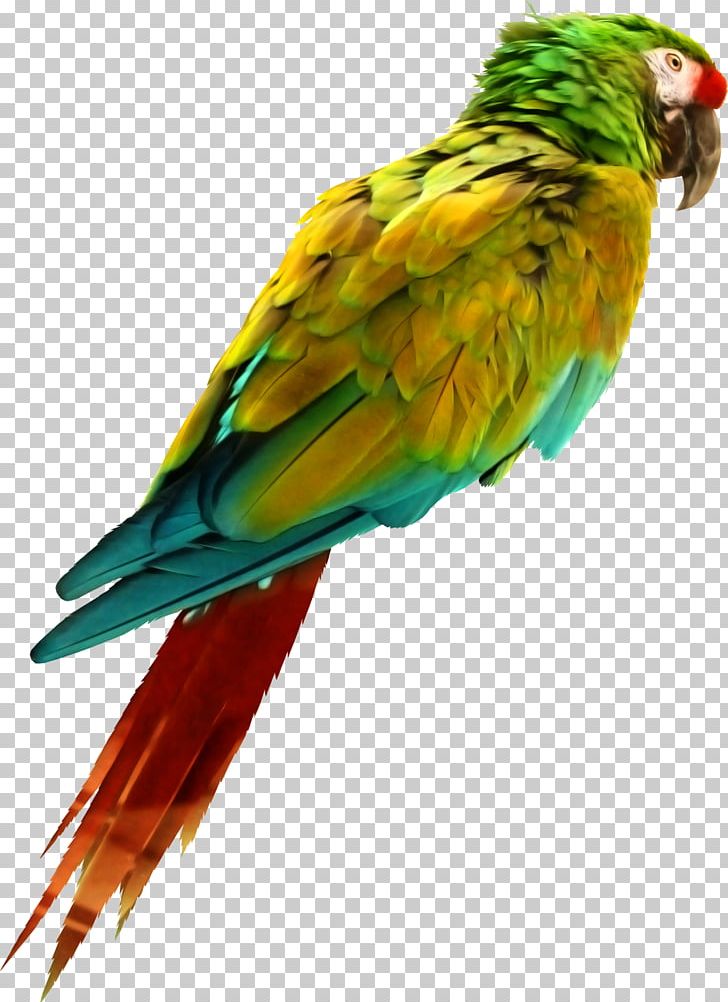 Bird Parrot Perroquet PNG, Clipart, Albom, Animals, Beak, Bird, Common Pet Parakeet Free PNG Download