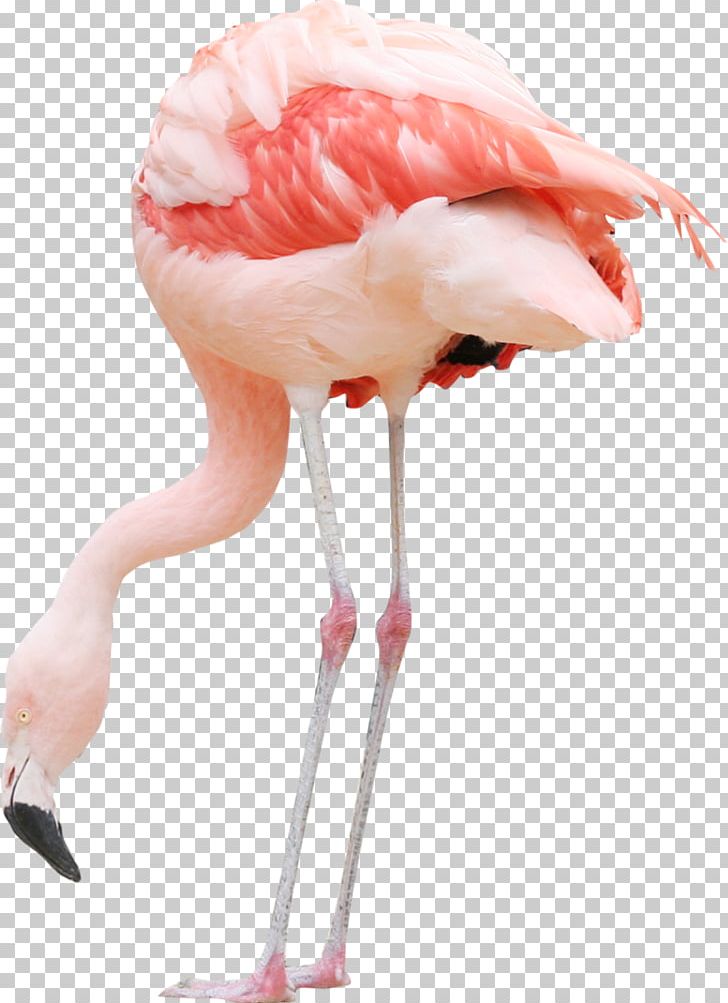 Bird Plastic Flamingo White Stork Pelican PNG, Clipart, Animals, Ardea, Beak, Bird, Ciconia Free PNG Download