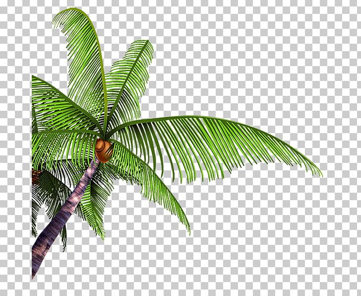 Coconut Poster Tree Arecaceae PNG, Clipart, Arecaceae, Arecales, Cetacea, Coconut, Download Free PNG Download