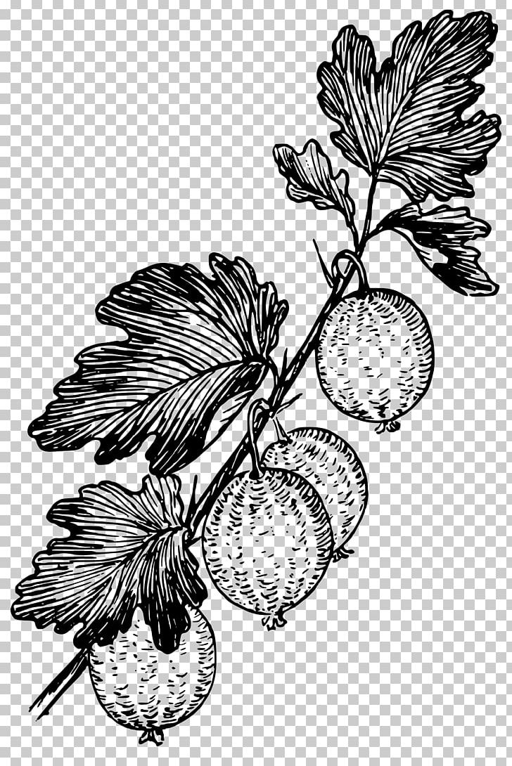 Grape Black And White Gooseberry Drawing PNG, Clipart, Amla, Berry, Branch, Flora, Floral Design Free PNG Download