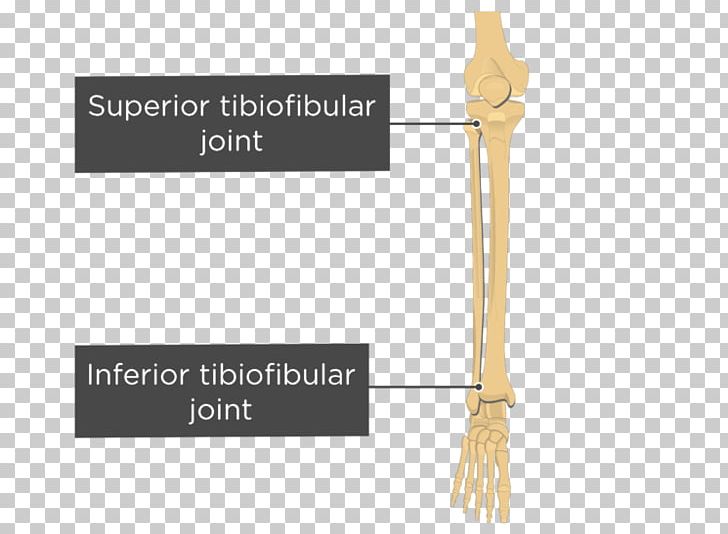 Inferior Tibiofibular Joint Superior Tibiofibular Joint Tibia PNG, Clipart, Anatomy, Ankle, Anterior Tibiofibular Ligament, Bone, Bones Free PNG Download