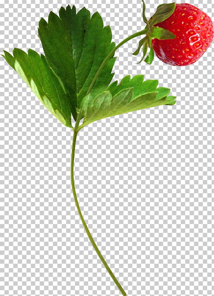 Musk Strawberry Aedmaasikas Fruit PNG, Clipart, Aedmaasikas, Amorodo, Berry, Cherry, Computer Graphics Free PNG Download