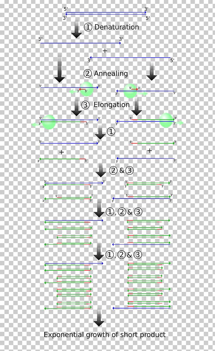 Polymerase Chain Reaction Molecular Cloning DNA Polymerase PNG, Clipart, Amplifikacija, Angle, Biotechnology, Cloning, Cloning Vector Free PNG Download