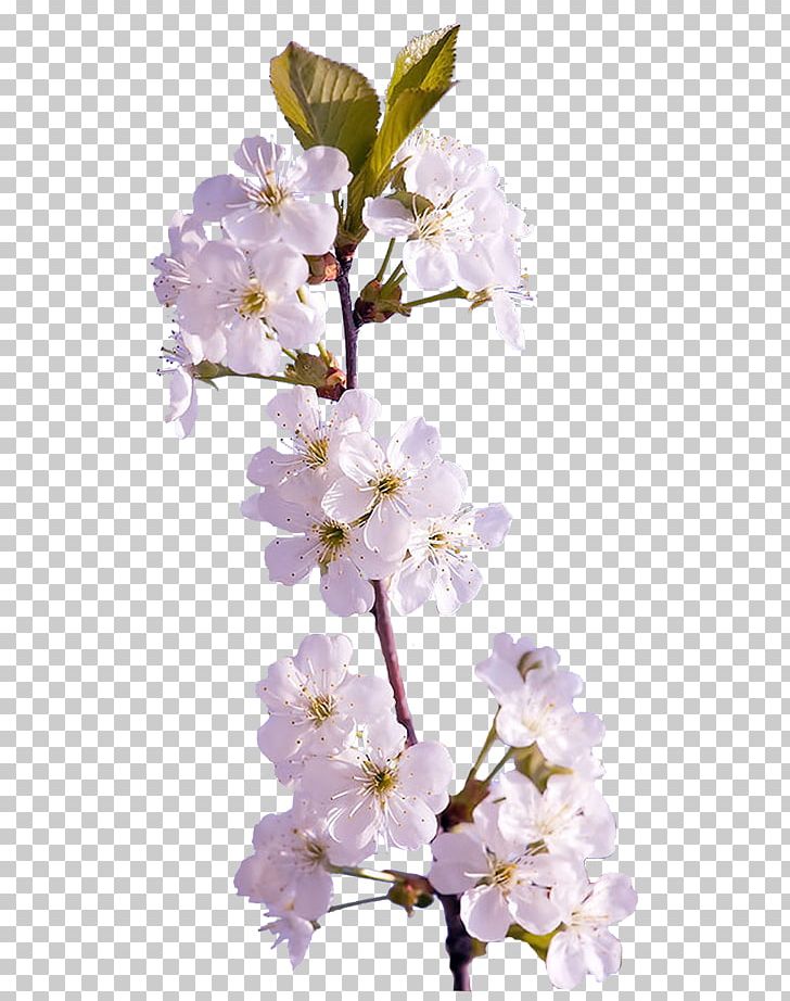 Portable Network Graphics Digital Computer File PNG, Clipart, Blossom, Branch, Cherry Blossom, Cherry Tree Branch, Digital Image Free PNG Download