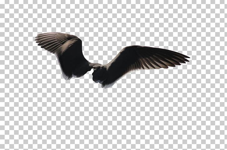 Bald Eagle Bird Portable Network Graphics PNG, Clipart, Accipitriformes, Art, Bald Eagle, Beak, Bird Free PNG Download