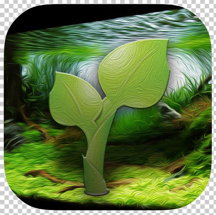 Grasses Plant Green Leaf Organism PNG, Clipart, Apk, Aptoide, Aquarium, Family, Flora Free PNG Download