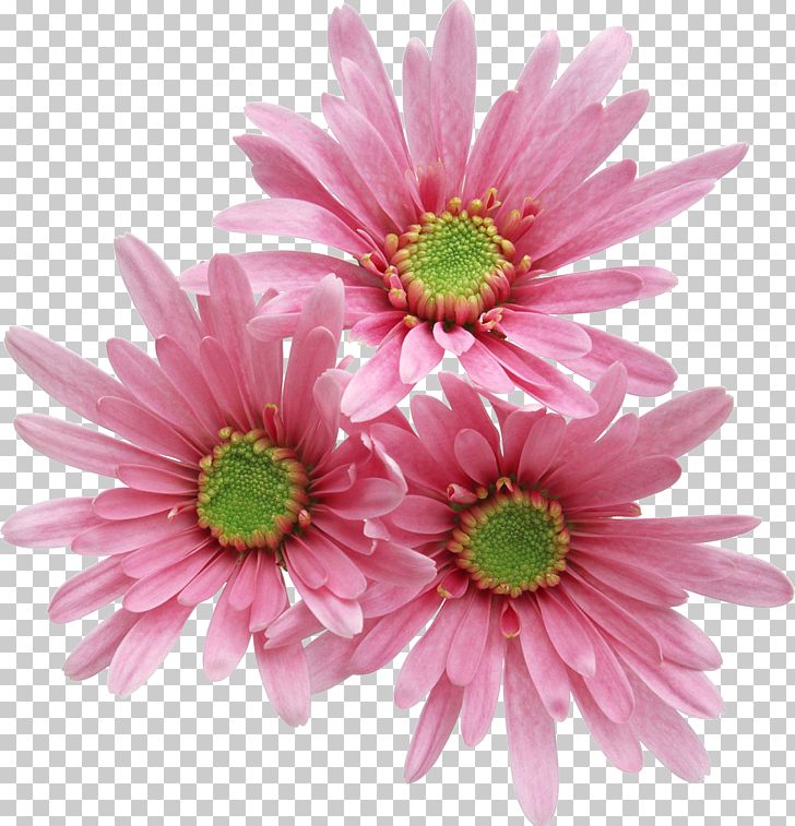 Pink Flowers Rose PNG, Clipart, Annual Plant, Aster, Chrysanths, Cut Flowers, Daisy Free PNG Download