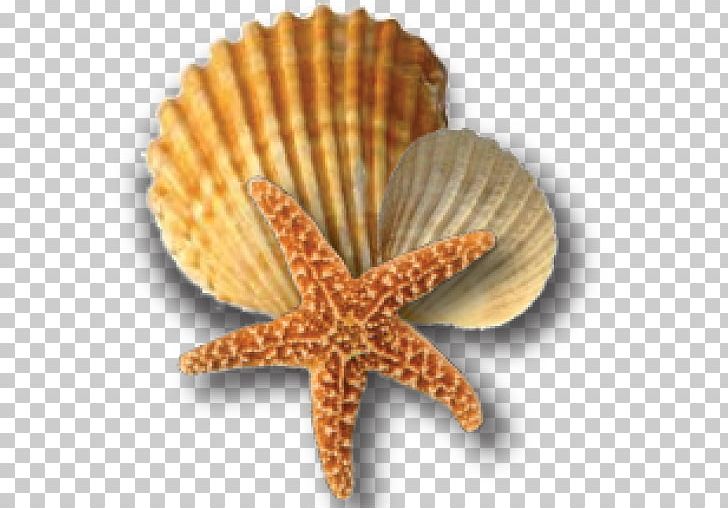 Seashell Bivalvia Shellfish PNG, Clipart, Animals, At The Beach, Beach, Bivalvia, Caracola Free PNG Download