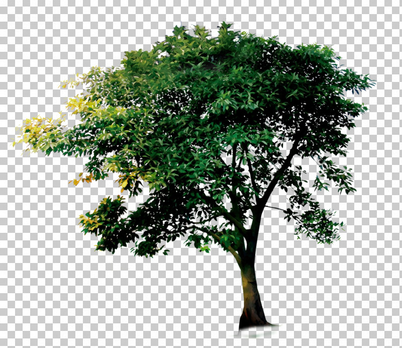 Arbor Day PNG, Clipart, Arbor Day, Branch, California Live Oak, Flower, Leaf Free PNG Download