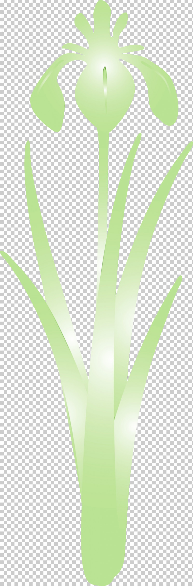 Green Leaf Plant Flower Grass Family PNG, Clipart, Aloe, Flower, Grass Family, Green, Houseplant Free PNG Download