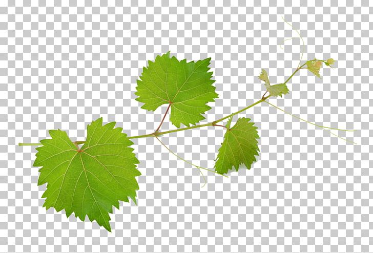 Common Grape Vine Wine Mirto Grape Leaves PNG, Clipart, Banana Leaves, Banco De Imagens, Branch, Fall Leaves, Fresh Free PNG Download