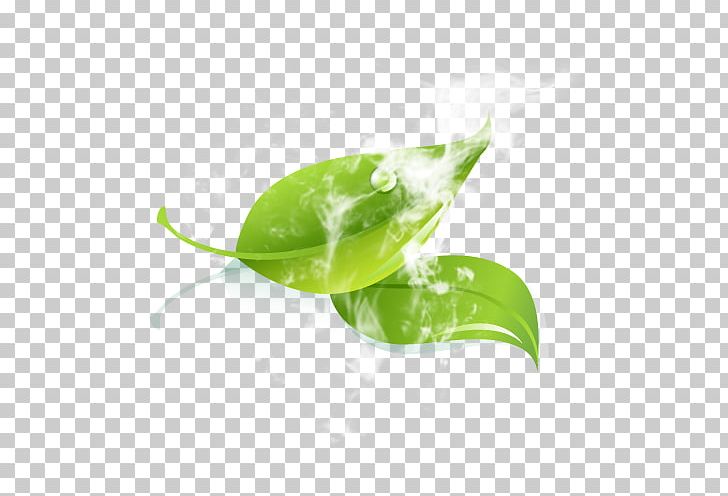 Leaf Green Water Plant Stem PNG, Clipart, Closeup, Green, Leaf, Menthol, Plant Free PNG Download