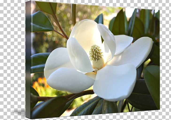 Magnoliaceae Southern Magnolia Flowering Plant Gallery Wrap PNG, Clipart, Art, Canvas, Flora, Flower, Flowering Plant Free PNG Download