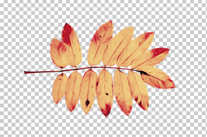Orange PNG, Clipart, Biology, Leaf, Orange, Petal, Plant Free PNG Download