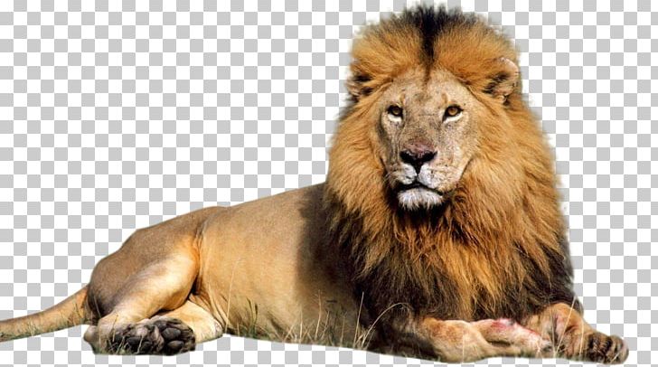 Lion PNG, Clipart, Lion Free PNG Download