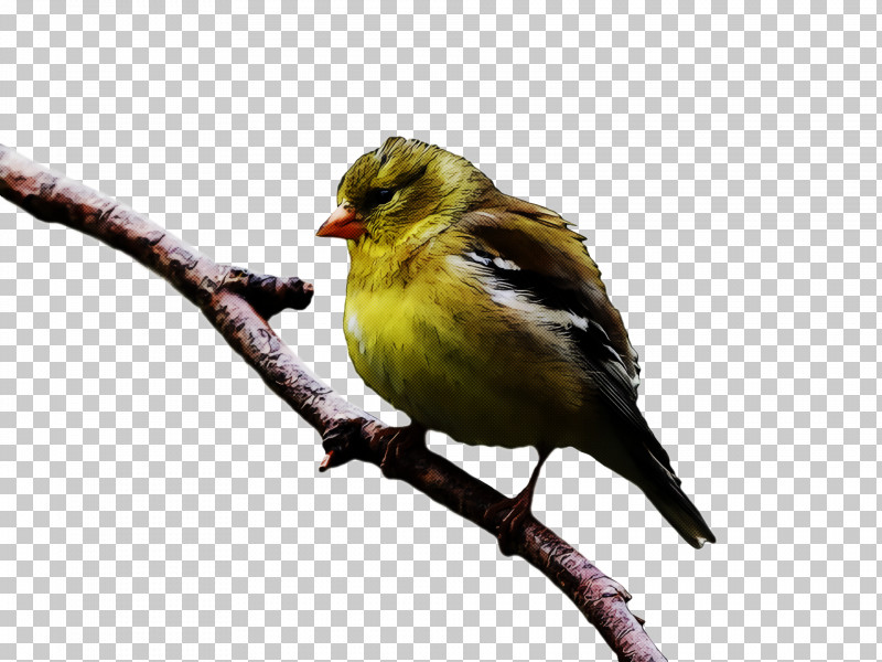 Domestic Canary Finches Birds House Finch House Sparrow PNG, Clipart, American Sparrows, Beak, Birds, Domestic Canary, Emberiza Free PNG Download